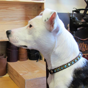 dog wearing a v-neck collar
